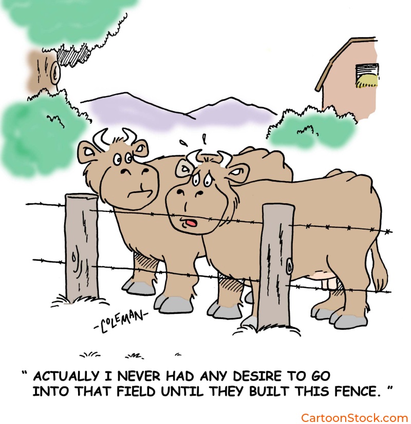 animals, 
farm animal, cows, cattle, grass is greener, farm cartoons, rural living