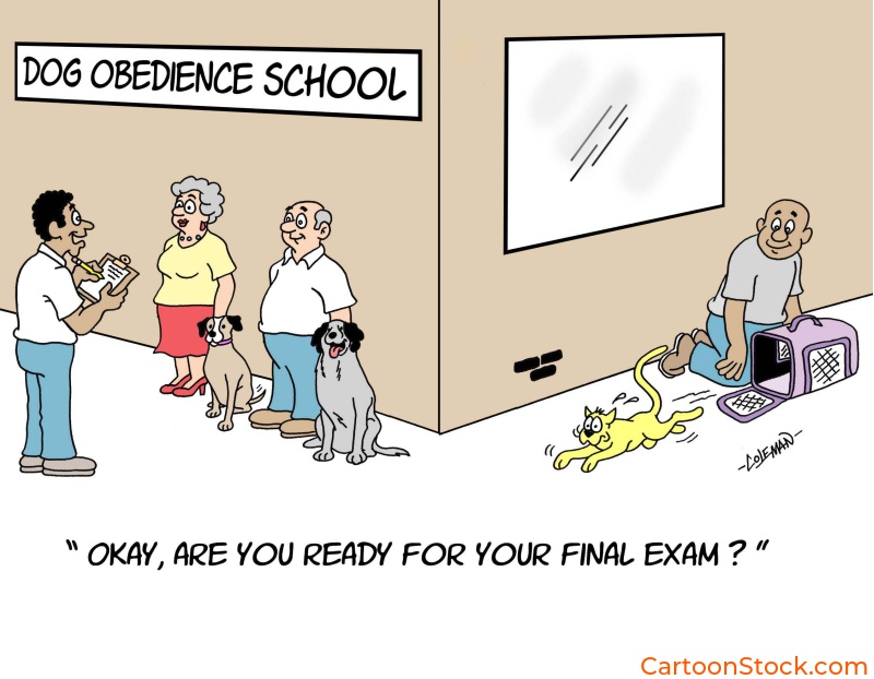 dogs, 
pets, dog training, dog obedience, obedience training, school exam, final exam , dogs and cats, dog 
cartoons
